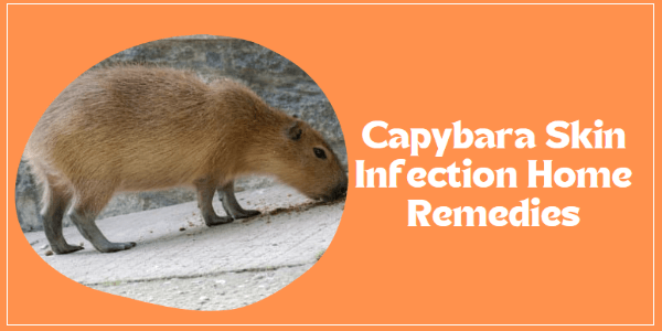 Home Remedy For Capybara Skin Infection