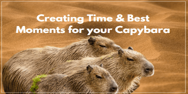 How To Create Great Time For Your Pet Capybara