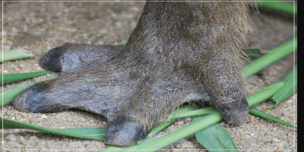 Do Capybara have claws