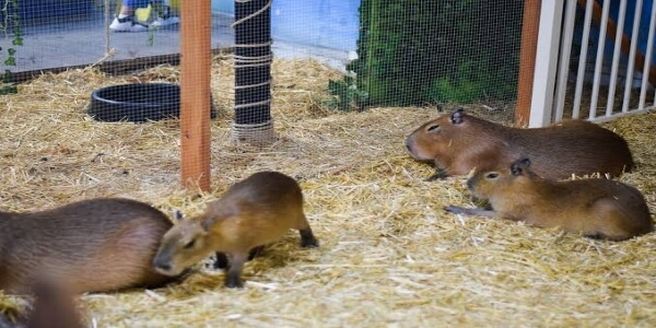 How To Make A House For Your Capybara