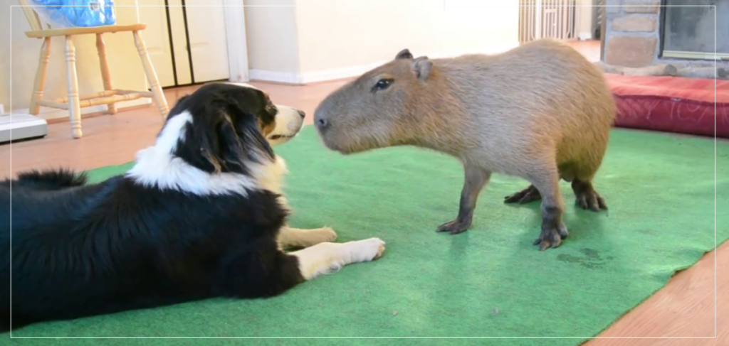 Capybara meeting a dog