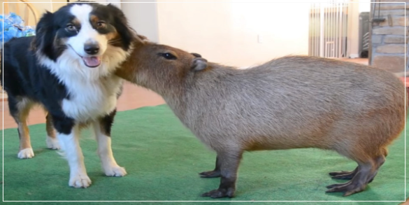 Can Capybara Live With Dogs? - Capybara And Dog Living Together