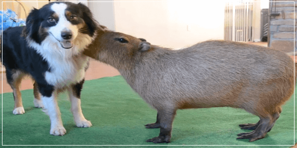 Can Capybara Live With Dogs