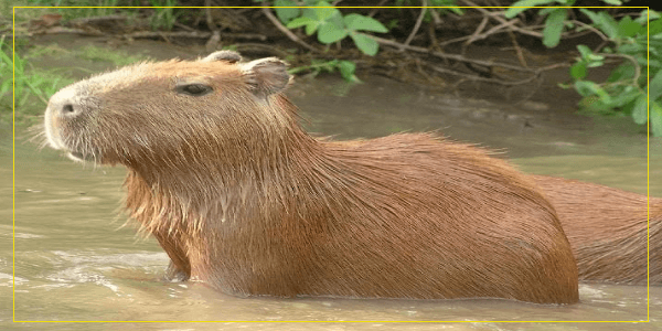 Do Capybaras Understand Human Language