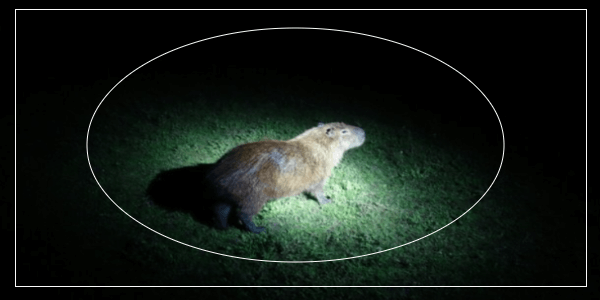 Can Capybaras Die at Night