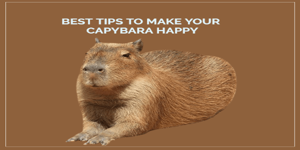 How to Make My Capybara Happy
