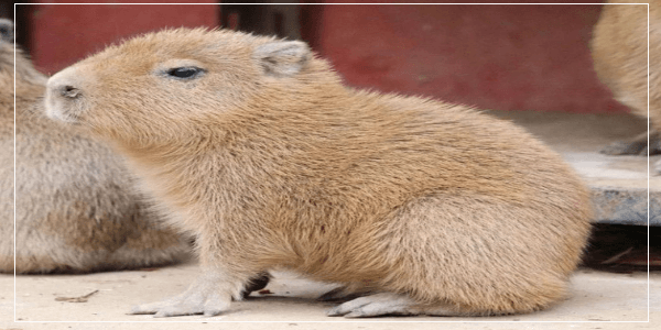 What Are Capybaras Scared Of