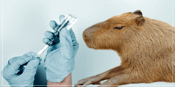 Capybara Vaccination
