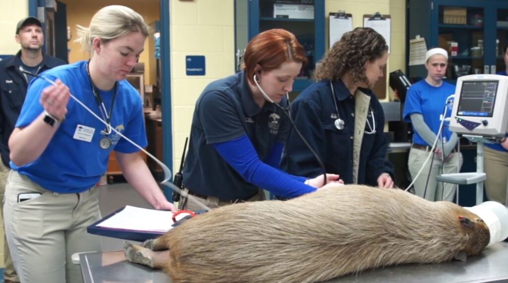 how to save a dying capybara