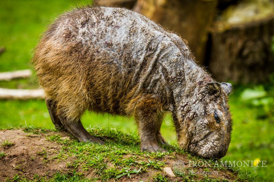 Can capybara get sick?
