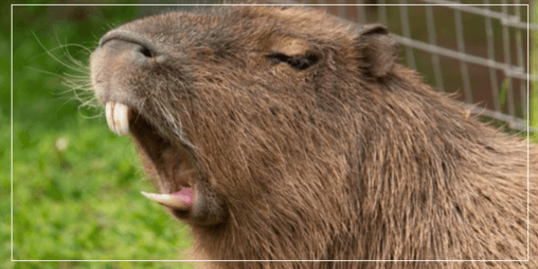 Signs of Grief In Capybaras