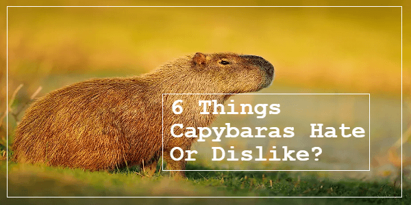 What Do Capybaras Hate