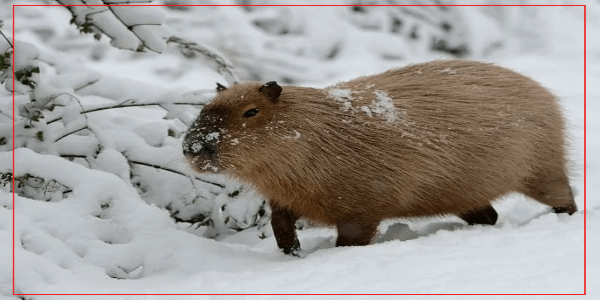 Can Capybaras Live in Cold Climates