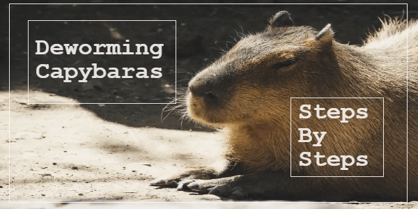 Can Capybaras Be Dewormed