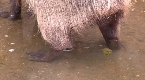 Do Capybara Eat Their Poop