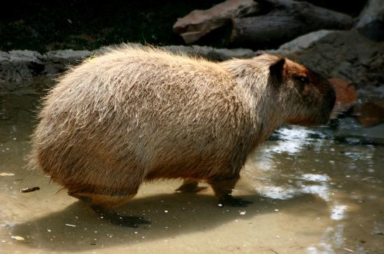 Does the capybara eat its own waste