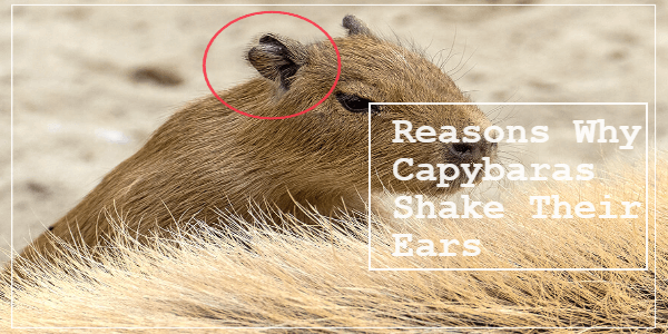Why Do Capybaras Shake Their Ears