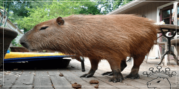 Why Do Capybaras Poop in Water