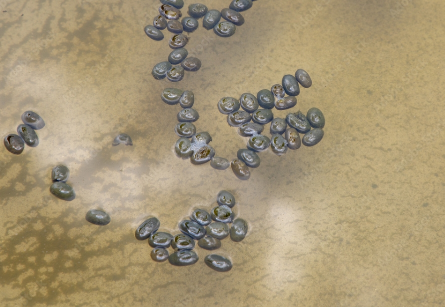 Why Do Capybaras Poop in Water