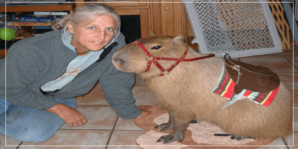 Are Capybaras Helpful to Humans
