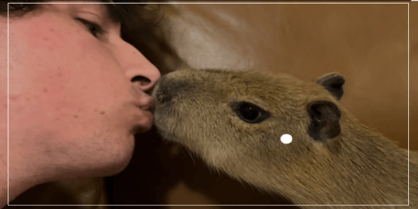Kissing A Capybara