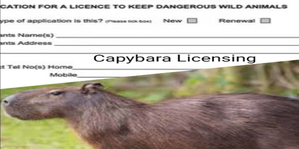 How to Get a Capybara License