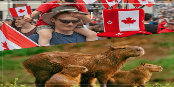 Can You Own Capybaras in Canada