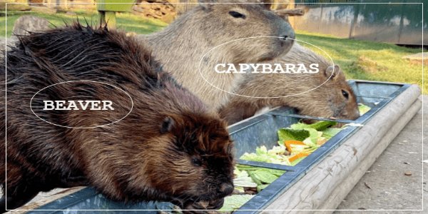 Capybaras Vs Beavers - Similarities & Differences [All You Should Know