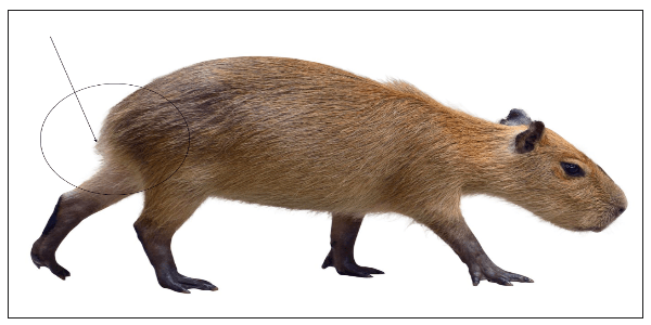 Why Do Capybaras Not Have Tails