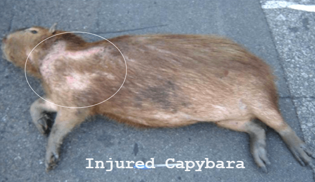 Treating Wounded Capybara