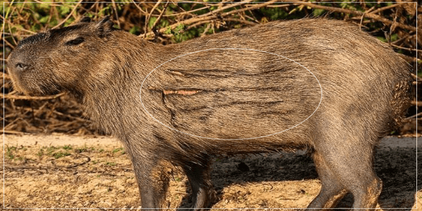 Treating Wounded Capybara