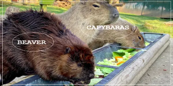 Capybaras Vs Beavers - Similarities & Differences