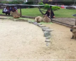 How Big Should a Capybara Enclosure Be