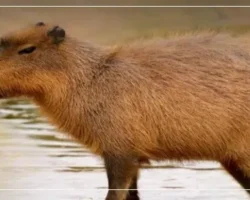 How Long Do Capybaras Live? - [Answered]