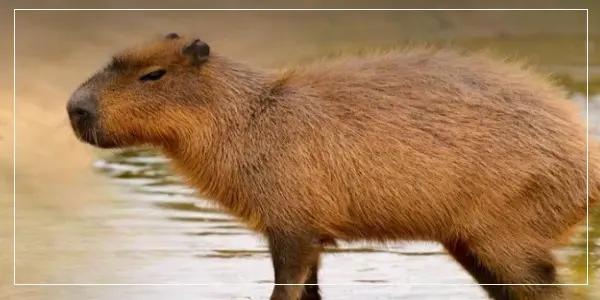 How Long Do Capybaras Live