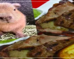 Capybara Meat & Culinary Uses