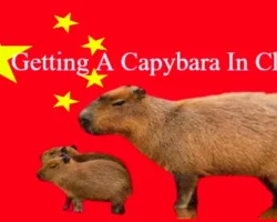 How To Get A Capybara In China [Steps By Steps]