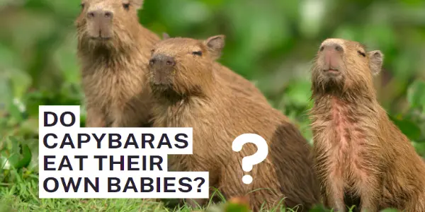 Do Capybaras Eat Their Own Babies
