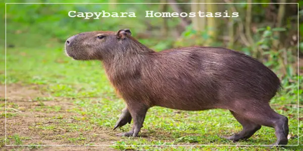 How Do Capybaras Maintain Homeostasis?