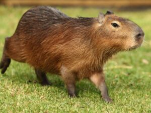 How Do You Get a Capybara In China