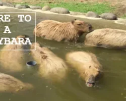 Where Can I Buy a Capybara Near Me