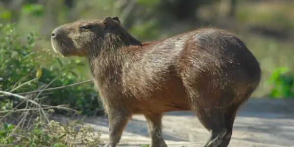 How To Get a Pet Capybara Uk