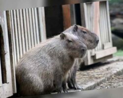 All About Capybaras