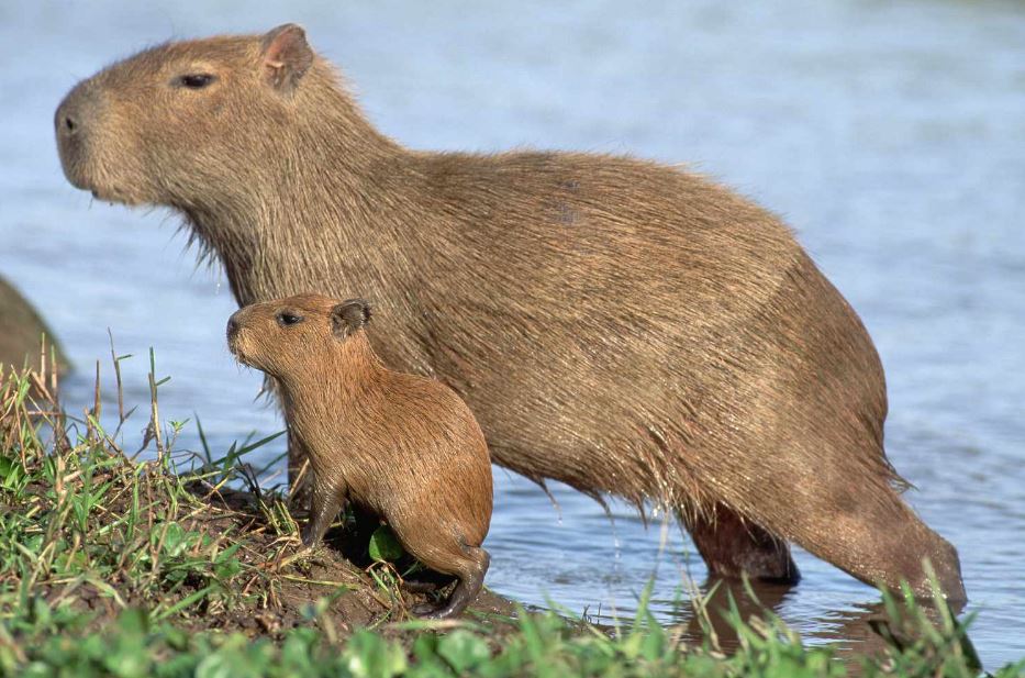 Are capybara friendly