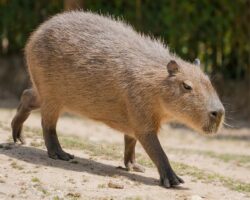 Can You Own A Capybara In Ohio