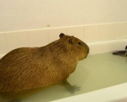 Can You Bathe a Capybara?