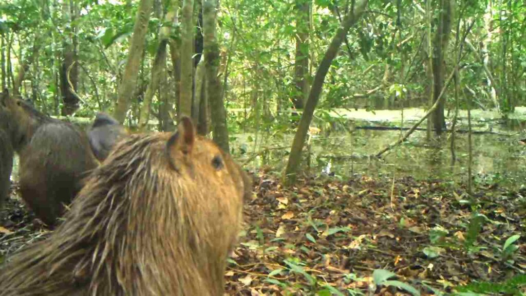 Are Capybaras Endangered in the Amazon Rainforest? How Do Capybaras Survive in the Amazon Rainforest? Do Capybaras Live Alone or in Groups in the Amazon Rainforest?