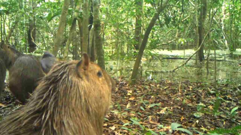 How Do Capybaras Survive in the Amazon Rainforest? - Capybara Tips