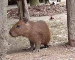 Capybara babies growing