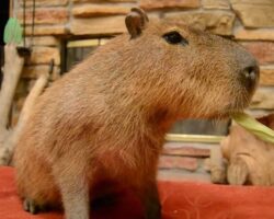 Capybara eats a banana, cucumber and corn husk